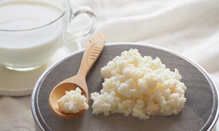 Cách nuôi nấm kefir